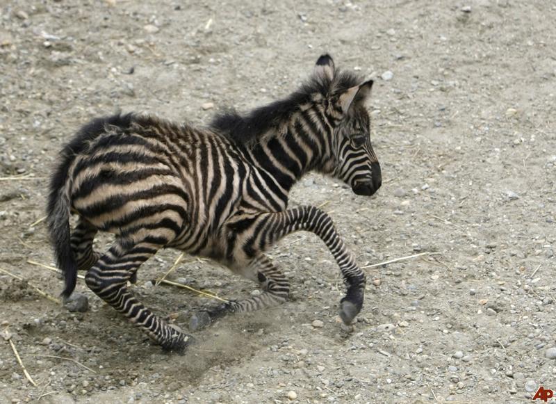 spotted zebra life expenctancy